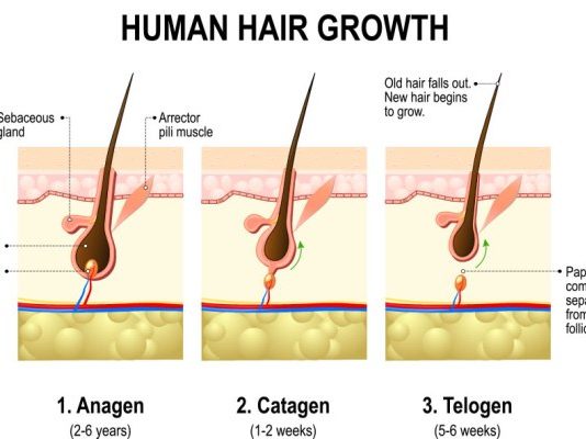چرخه رشد مو