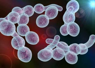 کاندیدا آلبیکنس