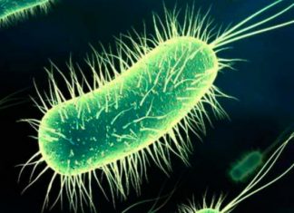 اشریشیا کُلی