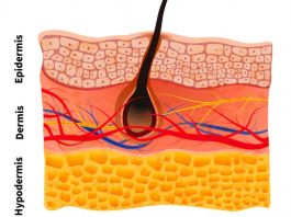 ساختار پوست