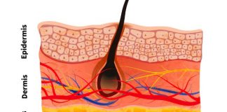 ساختار پوست