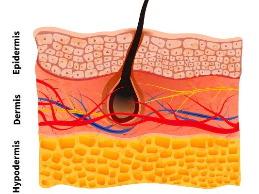 ساختار پوست
