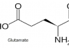 گلوتامات/Glutamate