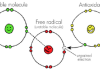 رادیکالهای مضر/Free radical